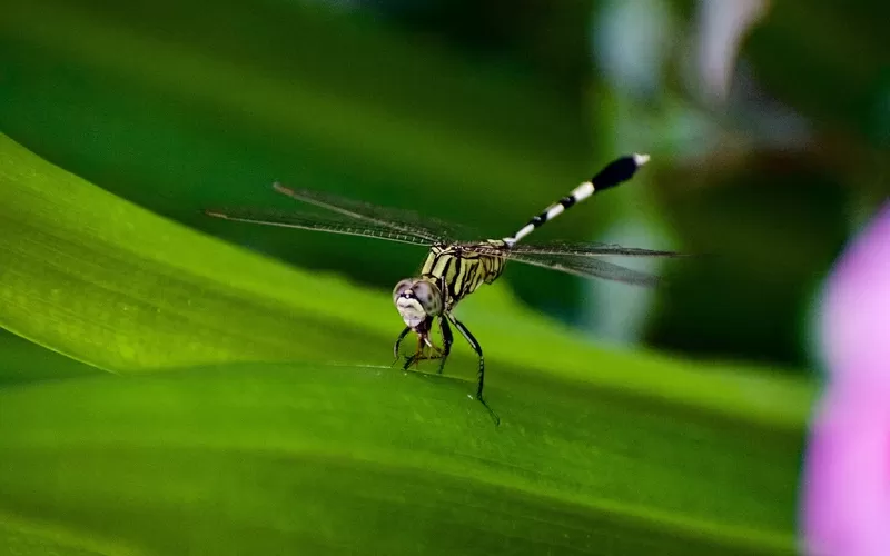 Trattamento zanzare giardino: come prevenire un'infestazione