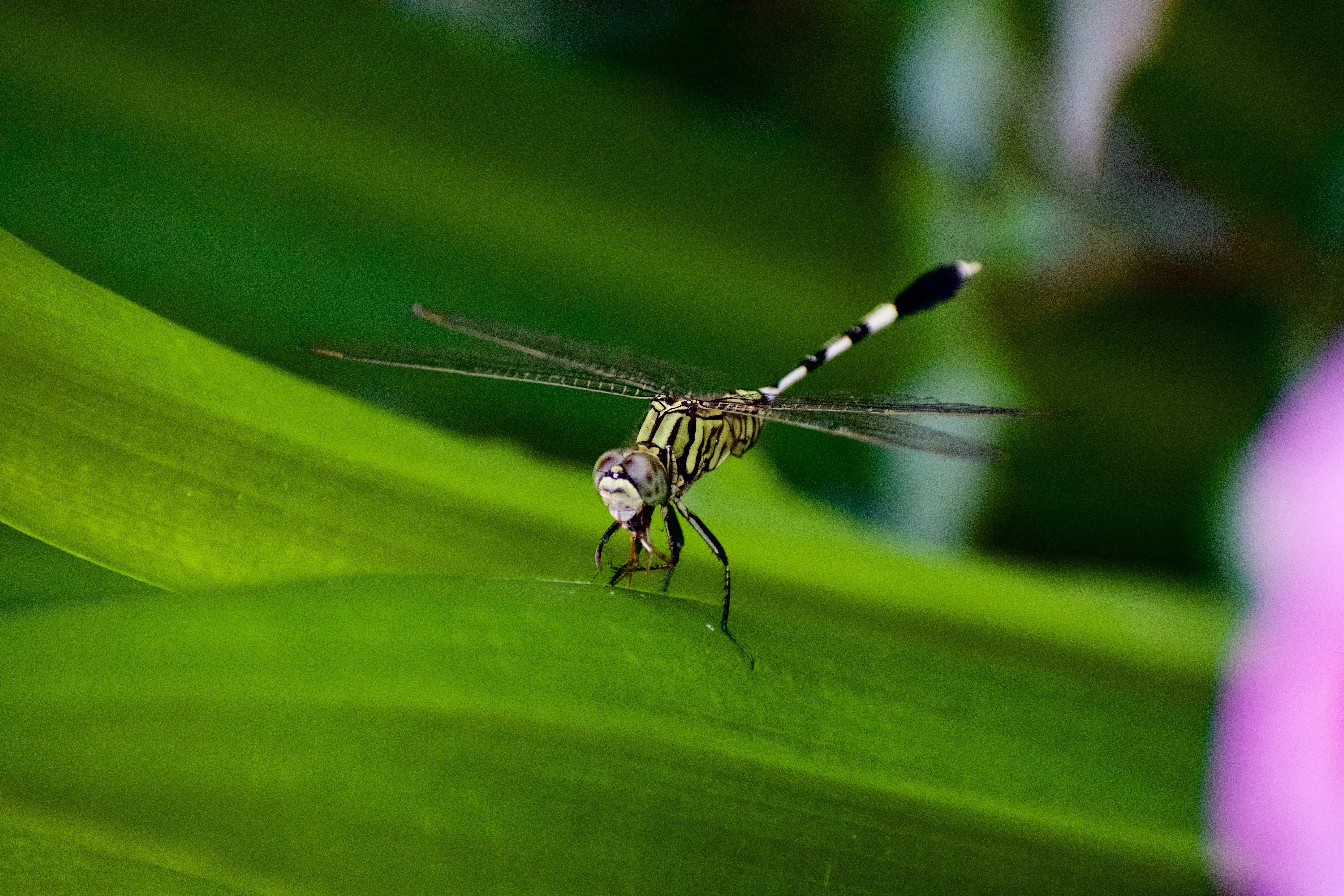 Trattamento zanzare giardino: come prevenire un'infestazione
