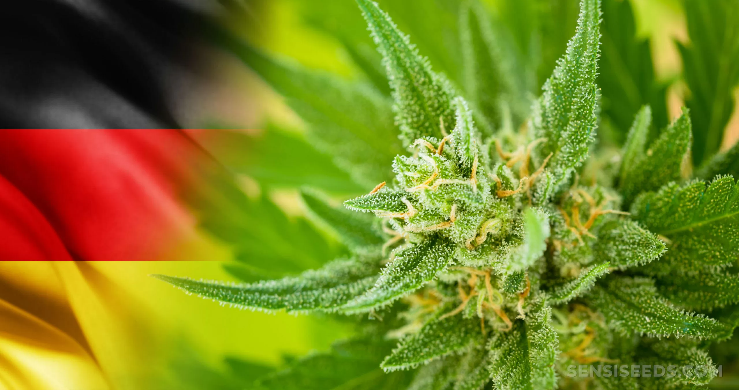 Cannabis Germany