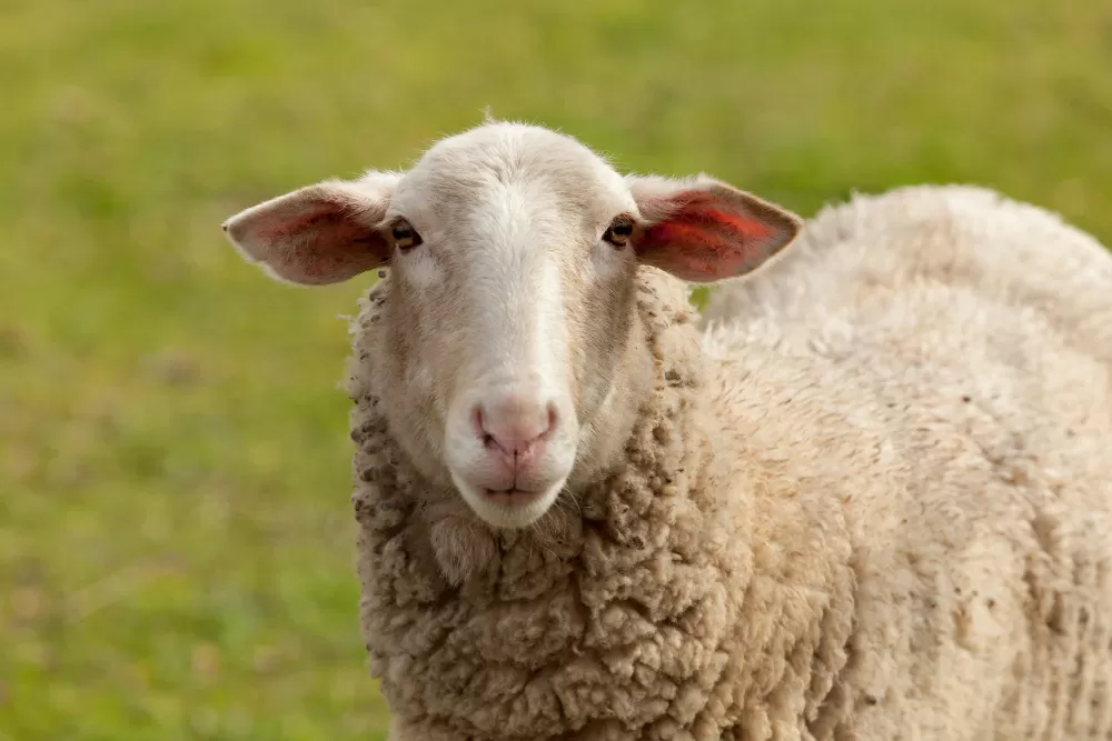 Lana pecore