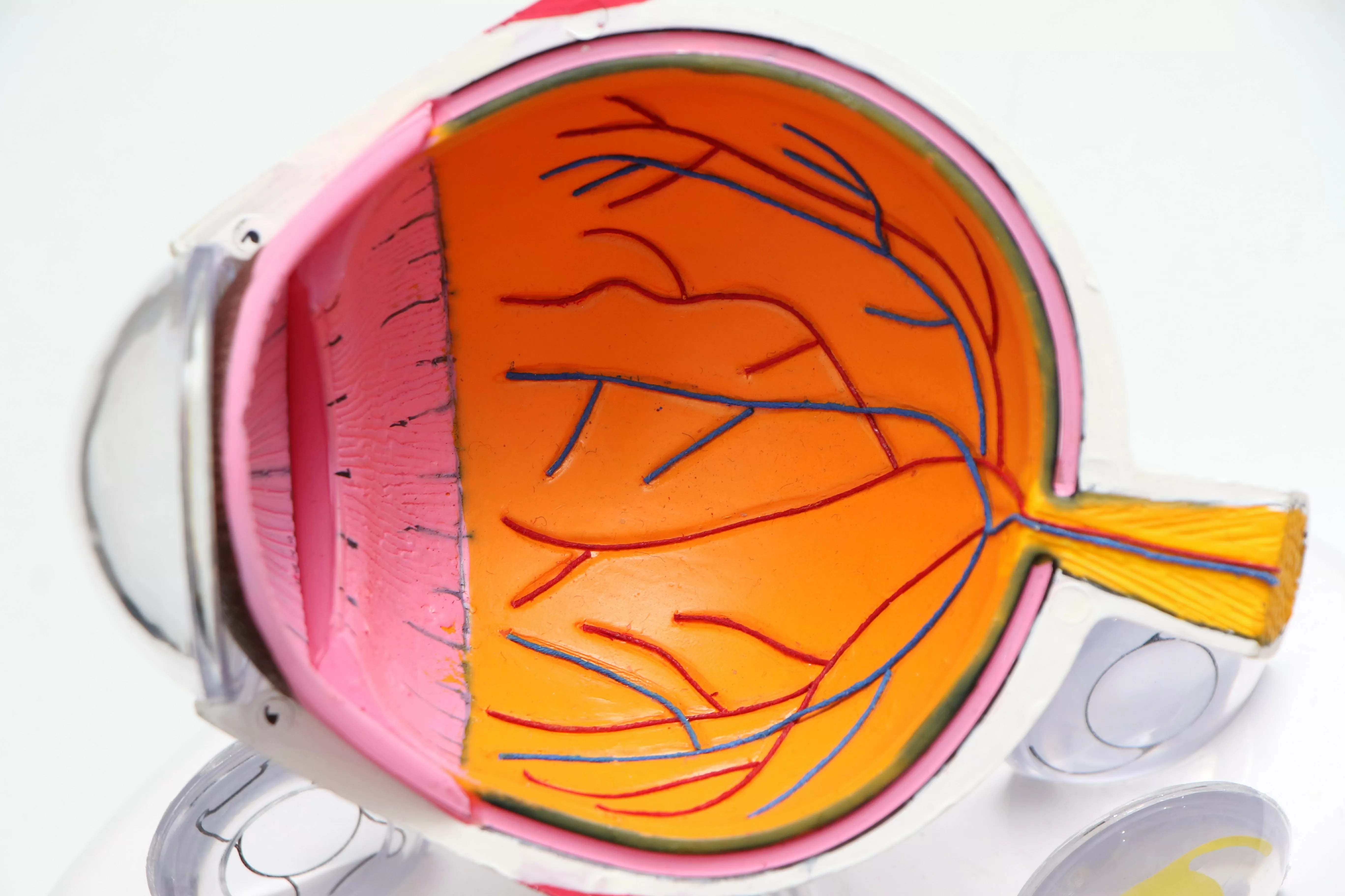 Retinografia e fluorangiografia: esami utili per la diagnosi di patologie vascolari dell'occhio