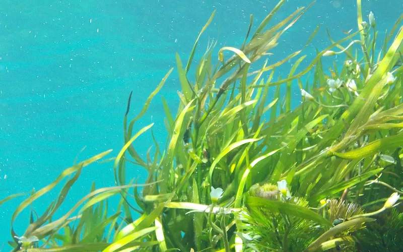 Coltivazione alghe